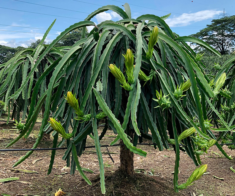 fertilizantes orgánicos en Ecuador